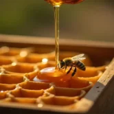 honeyman-from-home-to-live