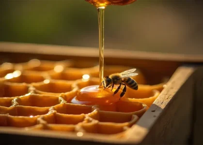 honeyman-from-home-to-live